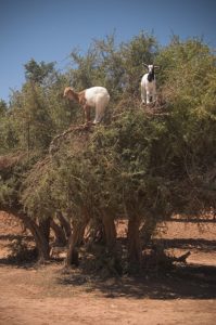 Goats on an Argan tree in Morocco 