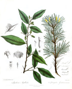 Aquilaria malaccensis